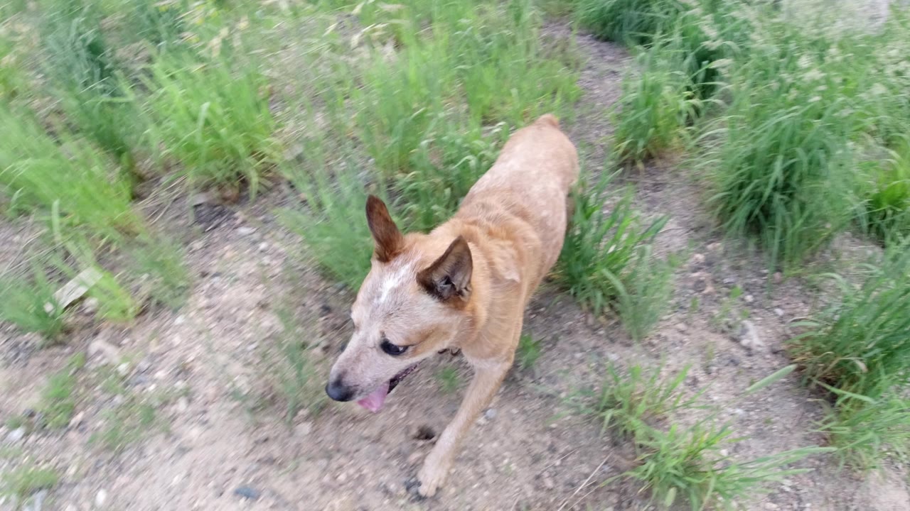 A tan collared dog passes close below the camera on gravel and sparse green weeds in Winter Park, Colorado, with no visible people.