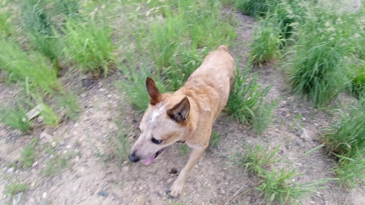 The tan dog continues across the gravelly undeveloped ground beside clumps of tall grass in Winter Park, Colorado, with no visible people.