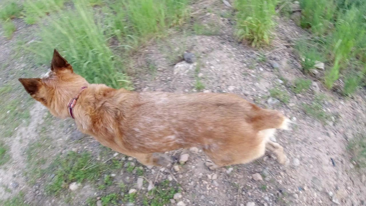 Overhead view of tan dog moving across gravel