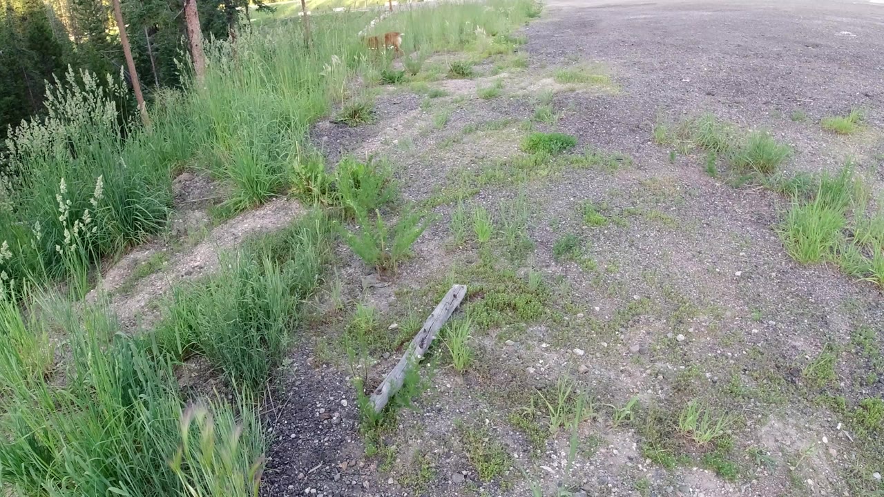Gravel clearing with tall grass, bushes, conifer trunks, and a small weathered wood piece.