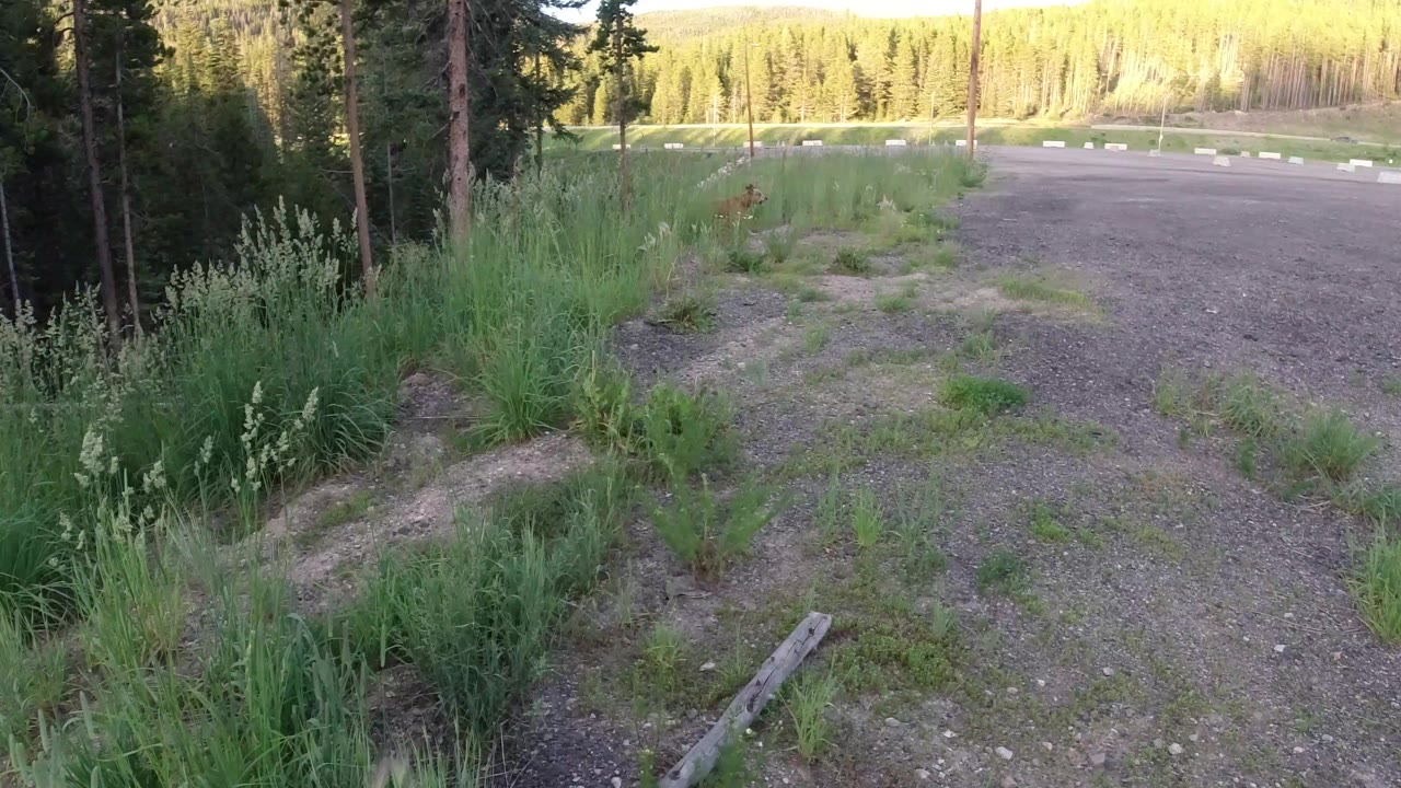 A low view of gravel, tall grass, evergreen trees, and a road edge in Winter Park, Colorado, with no visible people and the dog not yet prominent.
