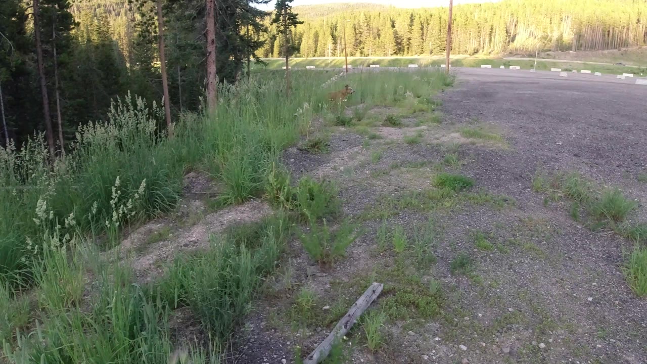 The Winter Park, Colorado frame holds on gravel, weeds, tall grass, trees, and the road edge, with no visible people and only a faint distant animal shape if any.