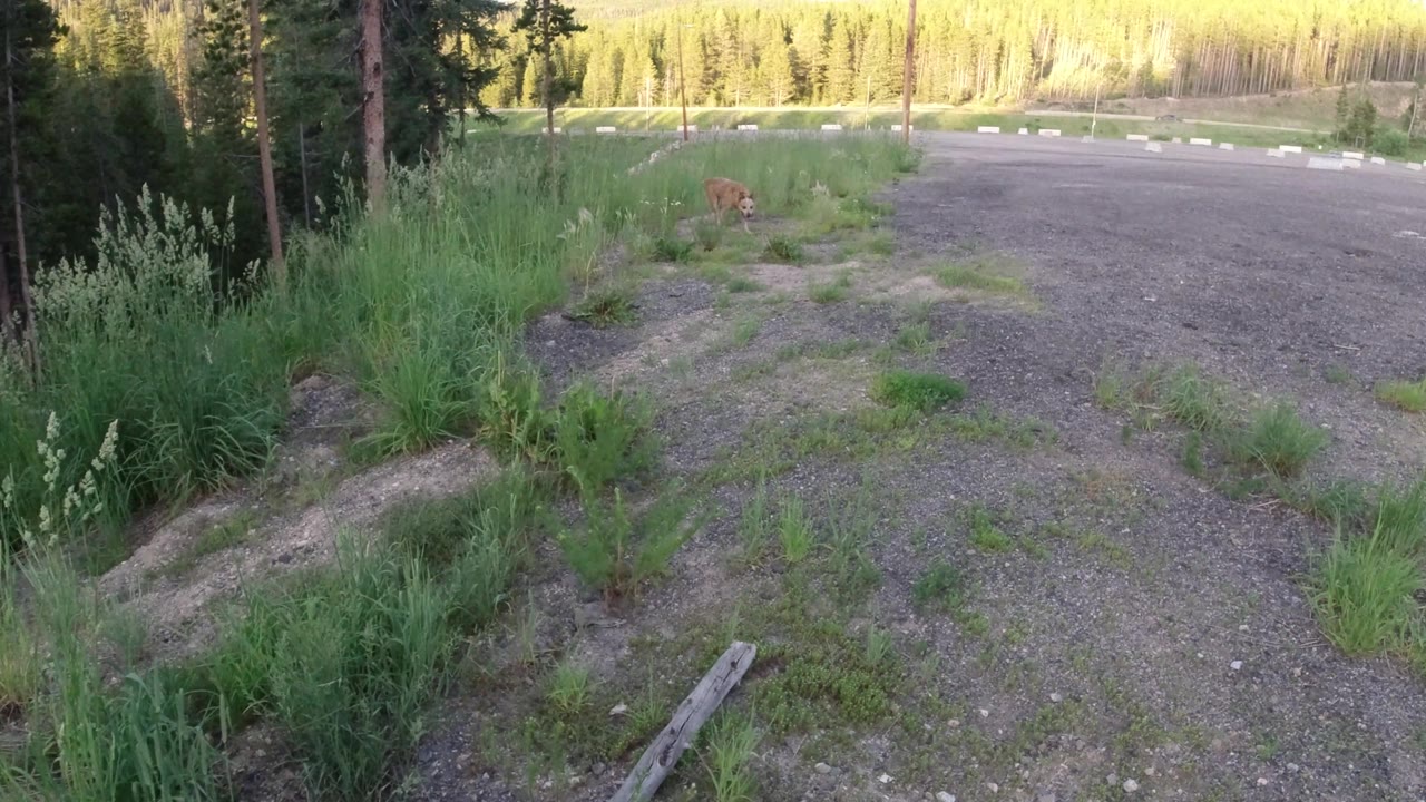 Tan dog appears near the grass at the edge of the gravel area.