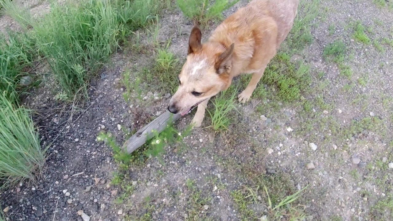 Tan dog walking over rocky dirt beside grass.