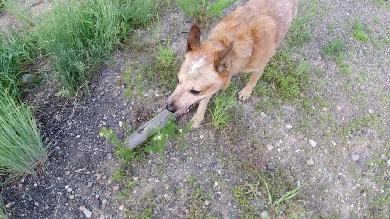 The tan dog continues forward along gravelly dirt bordered by tufts of grass in Winter Park, Colorado, with no visible people.