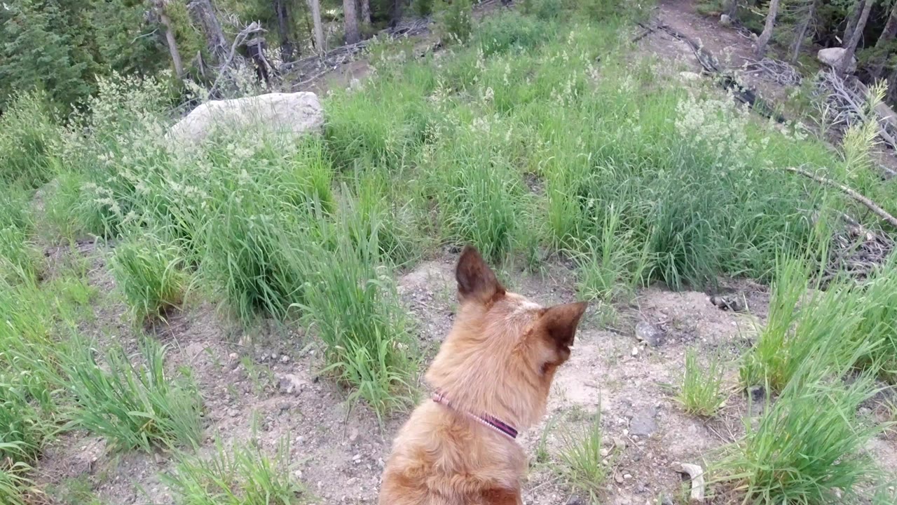 Tan dog with a collar faces away on a dirt and grass slope in Winter Park, Colorado, with conifer trees and fallen branches behind it and no visible people.