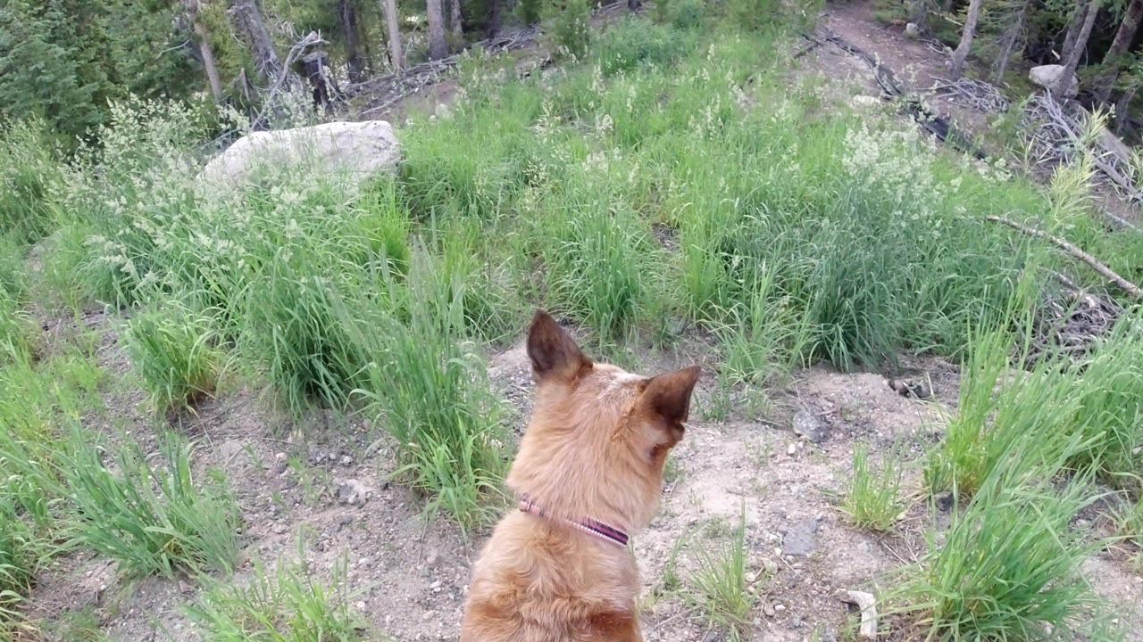 Dog partly turned toward brush with forest behind.