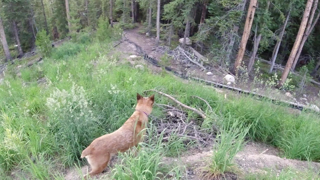 Tan dog stands at the edge of tall grass on a wooded slope in Winter Park, Colorado, facing away toward trees and fallen branches, with no visible people.