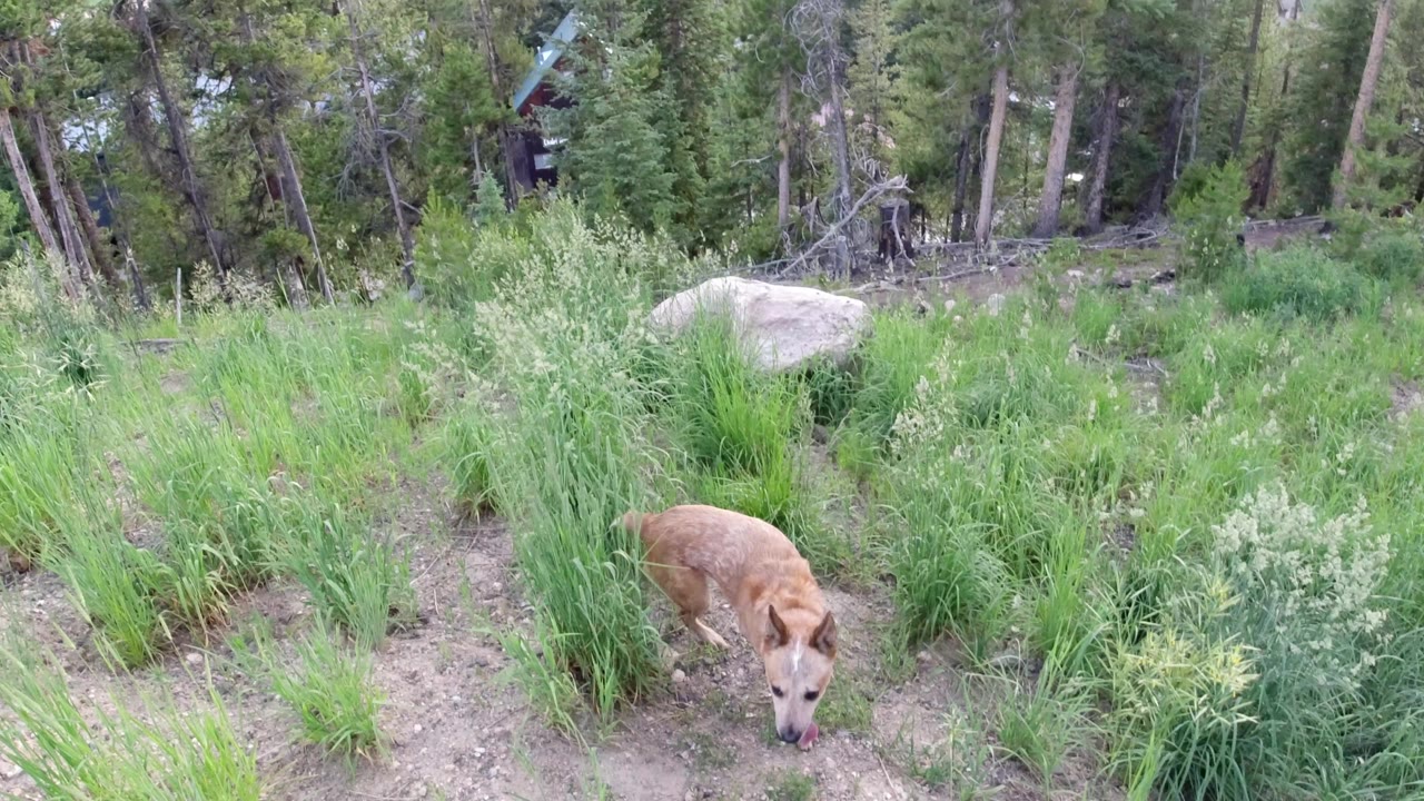 A tan dog walks toward the camera through tall green grass and rocky dirt in Winter Park, Colorado, with pine trees behind it and no visible people.