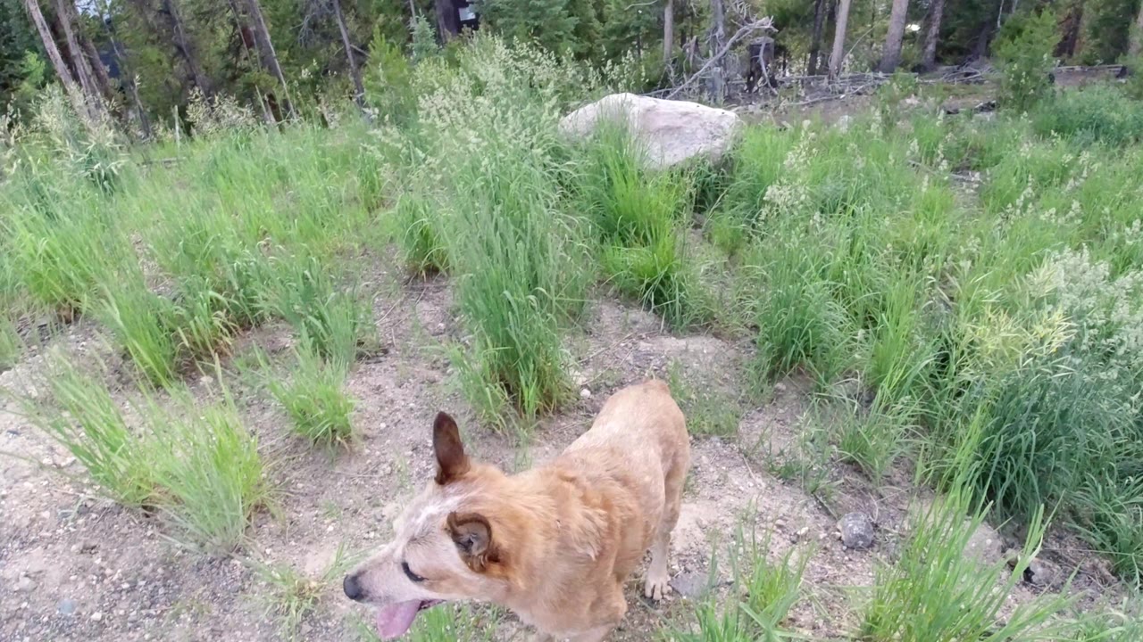 Side view of tan dog beside tall grass
