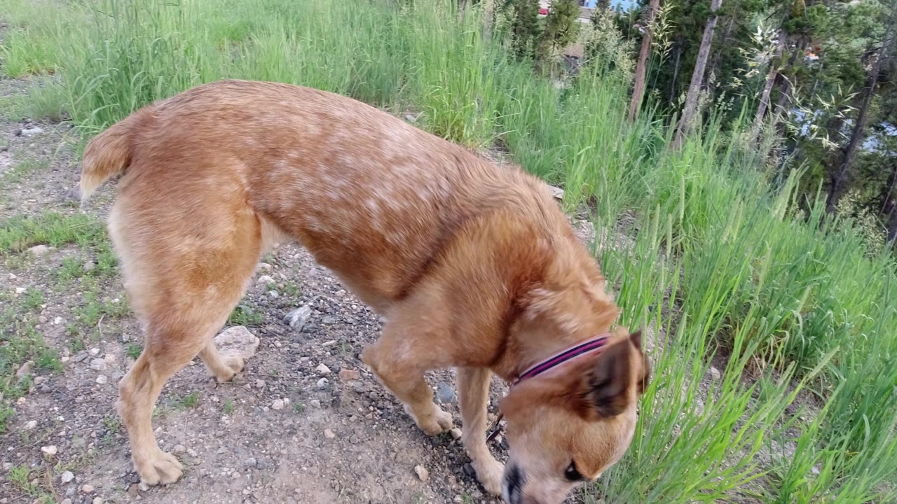 A tan speckled dog in Winter Park, Colorado lowers its head near a rocky dirt path with tall green grass behind it, no visible people.