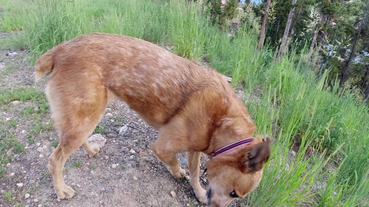 The tan dog remains close to the rocky trail surface in Winter Park, Colorado, with its head angled down beside green roadside grass and no visible people.
