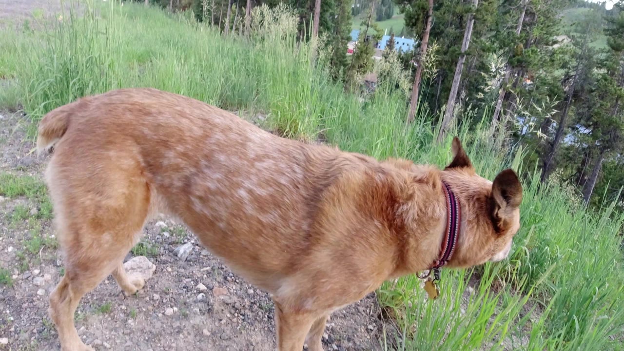 Tan dog standing side-on near tall grass and trees.