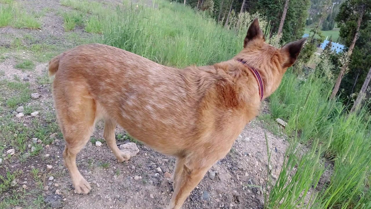 A tan speckled dog stands facing away on a dirt and gravel path in Winter Park, Colorado, with tall green grass and trees nearby and no visible people.