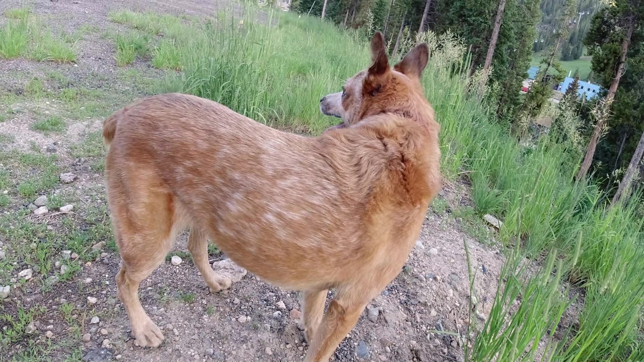 Dog turned slightly right on a forest path.