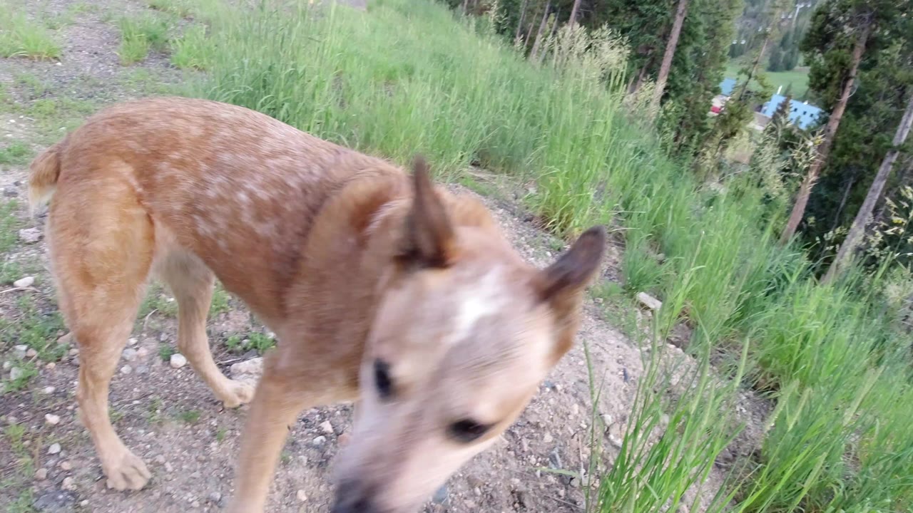 Brown dog close to the camera beside tall grass.