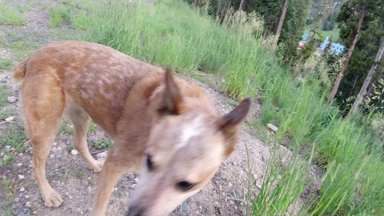 The brown dog bends its head near the gravel and tall grass in Winter Park, Colorado, with no visible people.