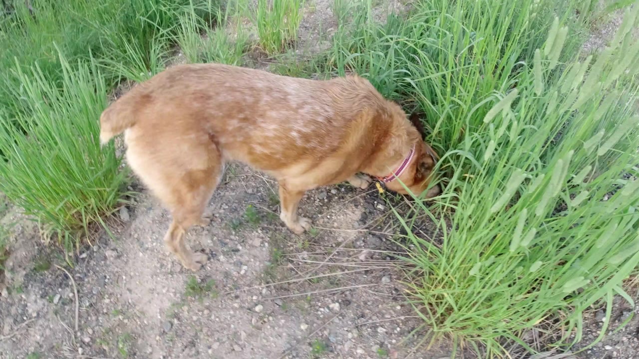 A tan dog wearing a purple collar sniffs tall green grass beside a dirt path in Winter Park, Colorado, with no visible people.