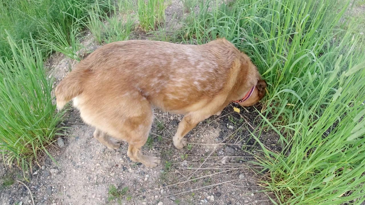 Dog near thick grass on a narrow dirt path.
