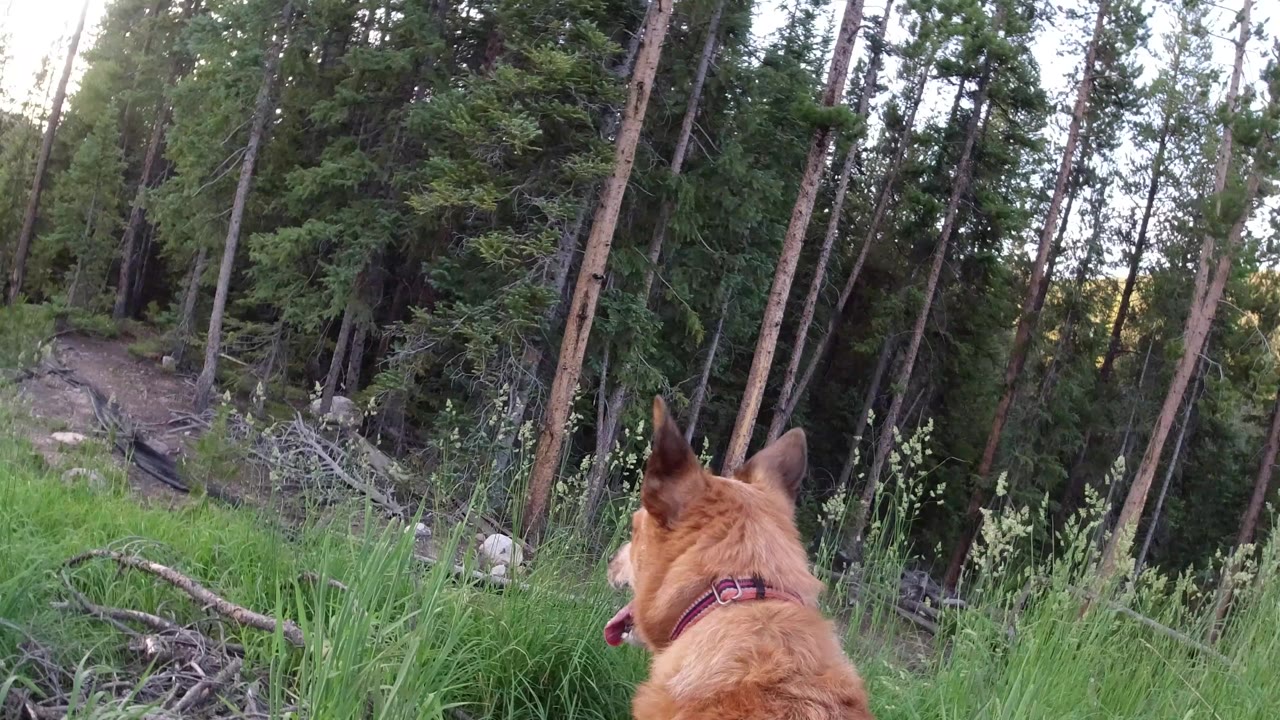 Tan dog with a collar looks toward a shaded pine forest and narrow path in Winter Park, Colorado, with no visible people.