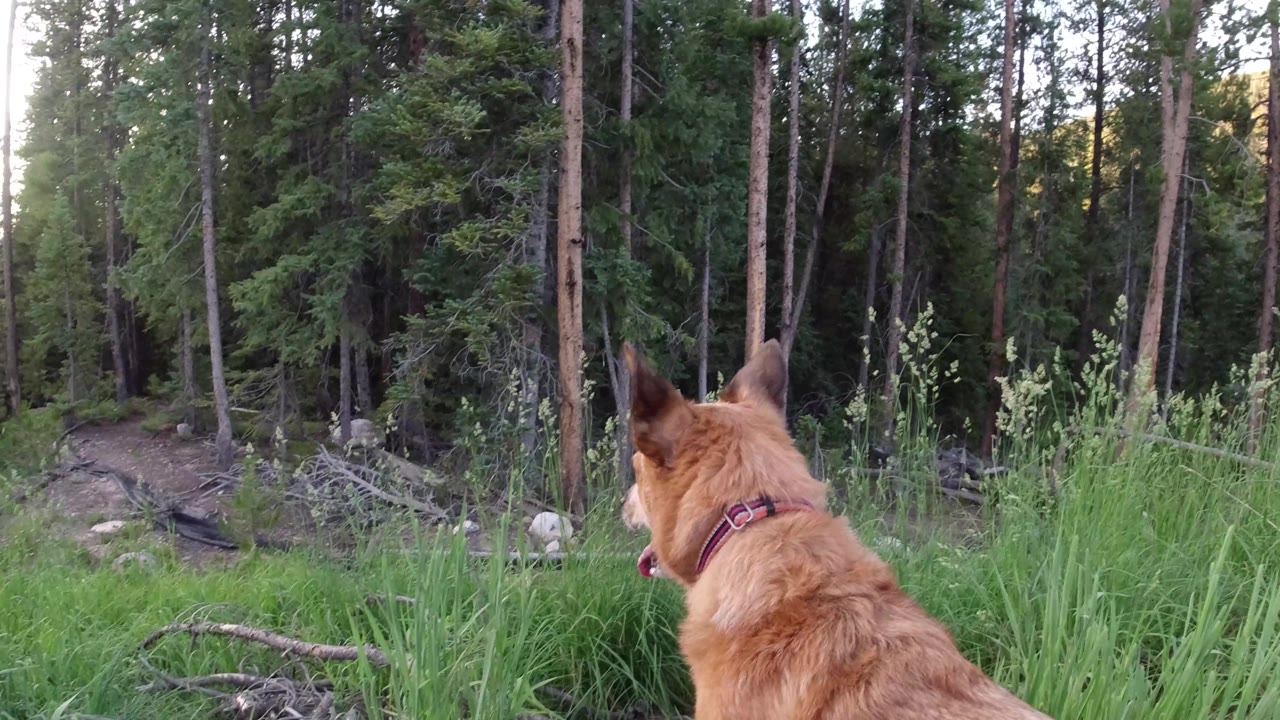 Dog looking across a grassy forest slope.