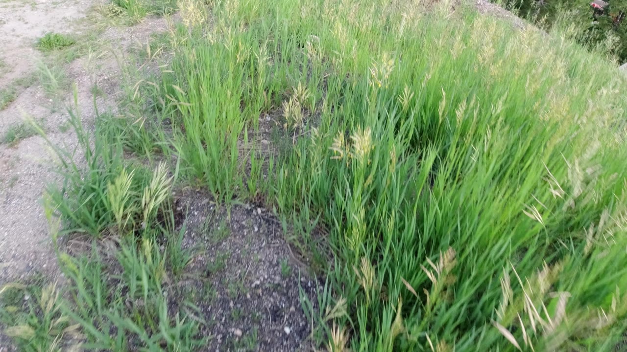 Low view of tall green grass and pale seed heads beside bare dirt in Winter Park, Colorado, with no visible people.
