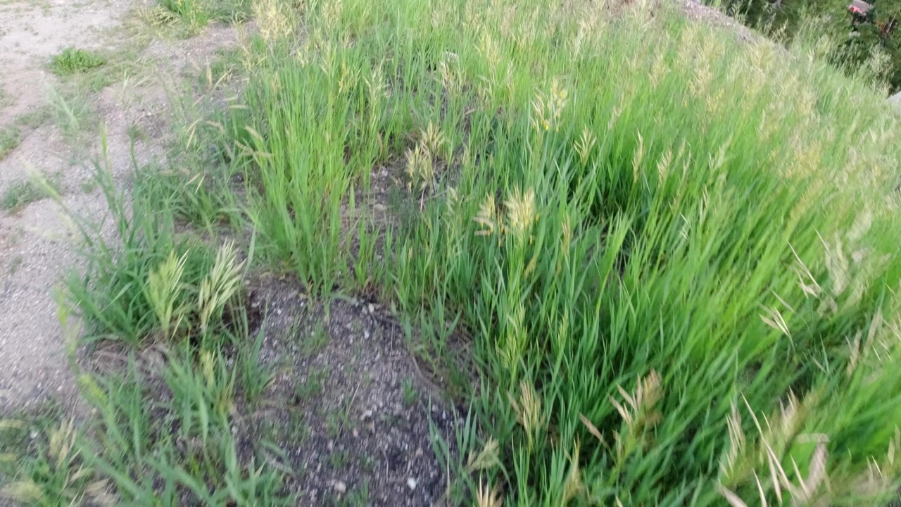 Close ground-level frame of green grass clumps, dry dirt, and scattered pebbles in Winter Park, Colorado, with no visible people.
