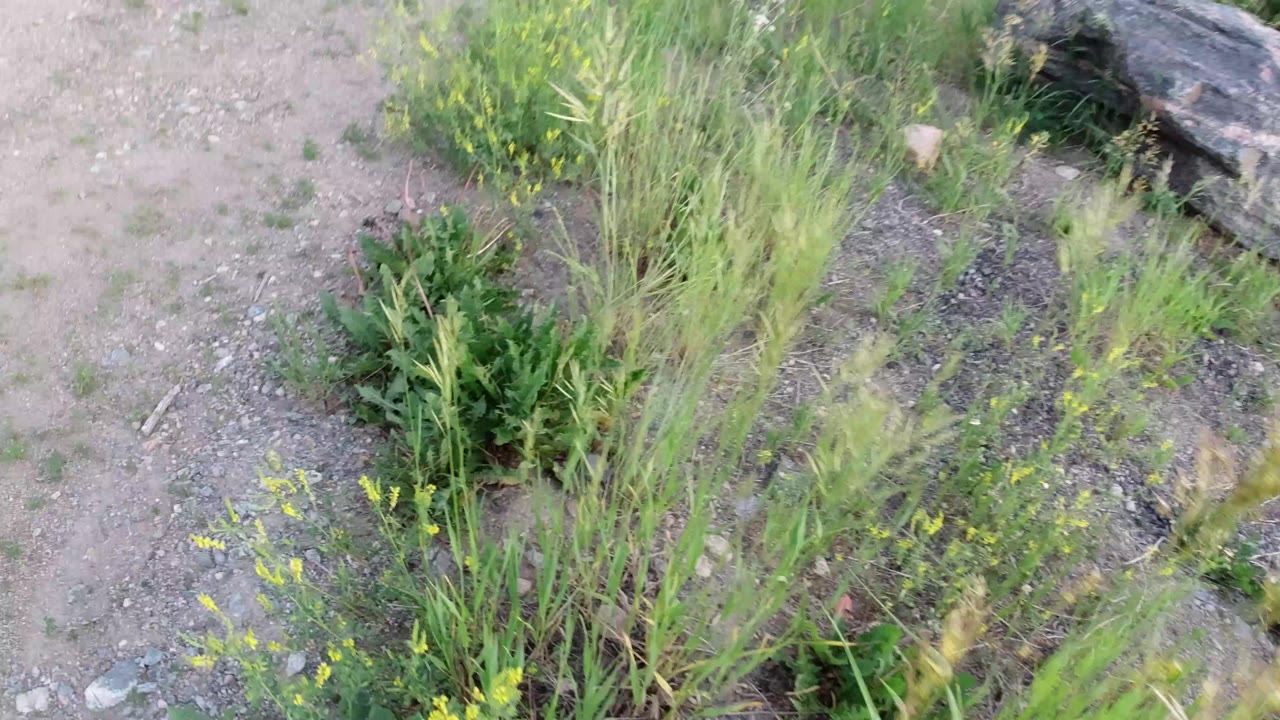 Downward view of dry rocky soil, green grasses, low yellow flowers, and a dark log or rock near the edge in Winter Park, Colorado, with no visible people.