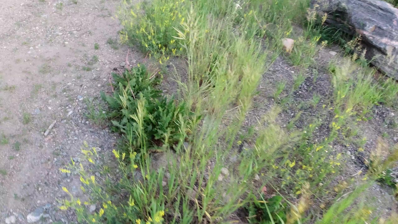 Close downward frame of rocky dirt, clumps of upright grass, scattered leaves, and small yellow flowers in Winter Park, Colorado, with no visible people.