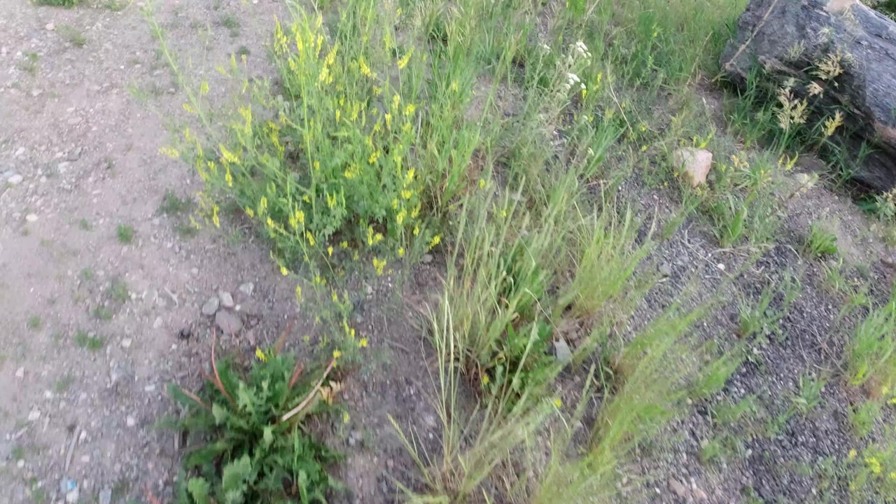 Downward-looking view over a dirt patch bordered by sparse green plants, taller grass, yellow flowers, and scattered rocks in Winter Park, Colorado, with no visible people.