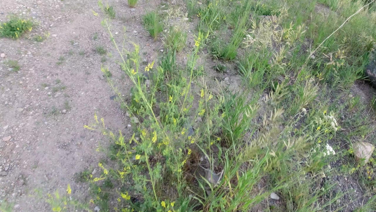Low plants and grasses growing from dry ground.