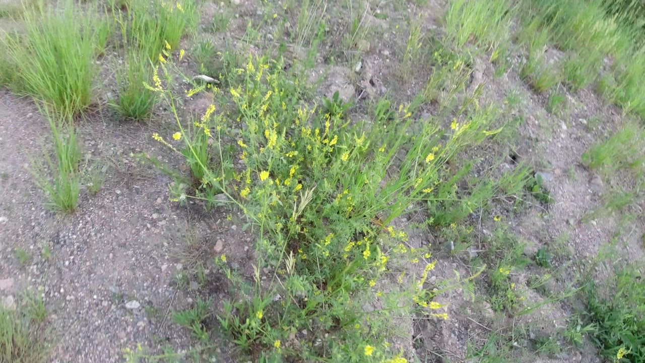 Close elevated view of gravelly ground, green grass clumps, and yellow wildflowers in Winter Park, Colorado, with no visible people.