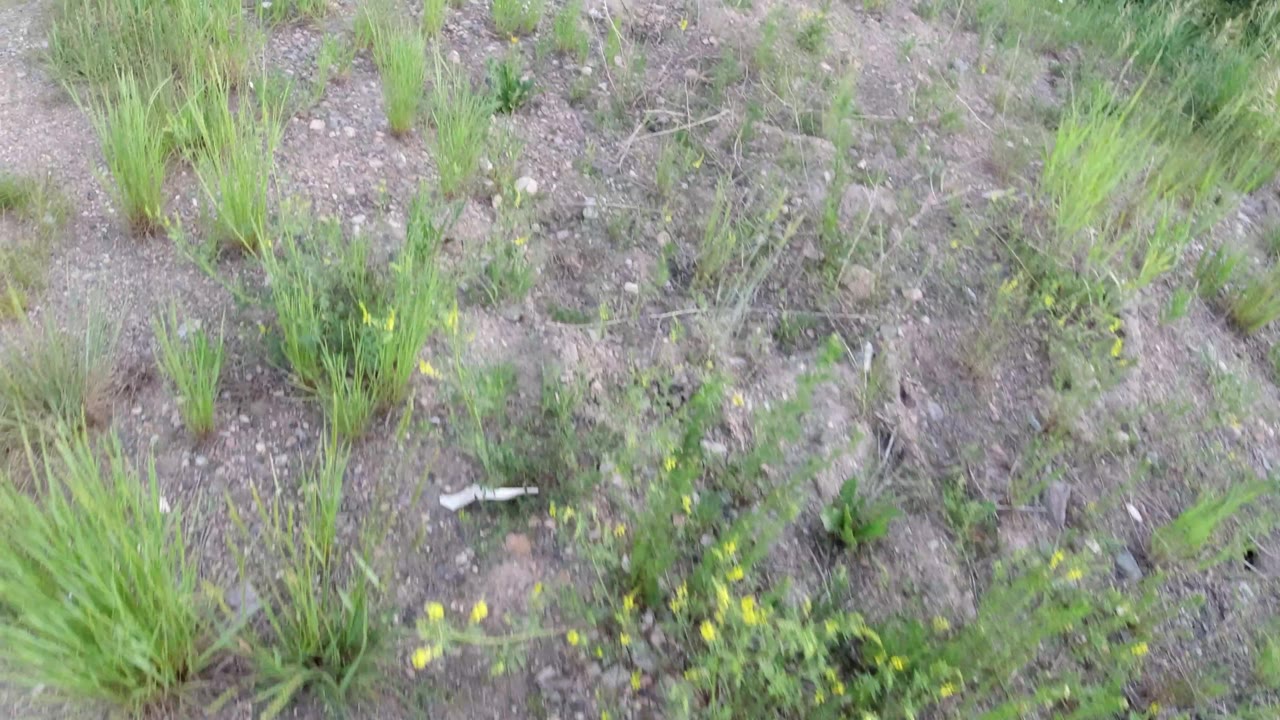 Patchy grass and scrub plants on gray-brown dirt.