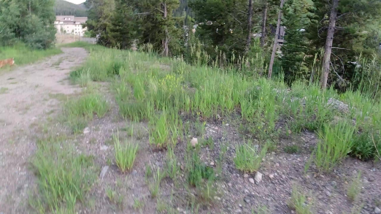 A dirt path curves through tall grass and pine trees in Winter Park, Colorado, with distant buildings beyond the trees and no visible people.