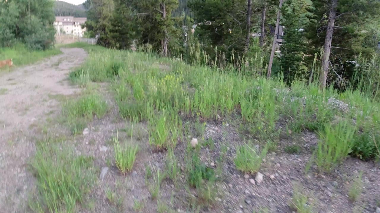 The path remains at left while green grasses, gravel, and pine trunks fill the foreground in Winter Park, Colorado, with distant buildings partly visible and no visible people.