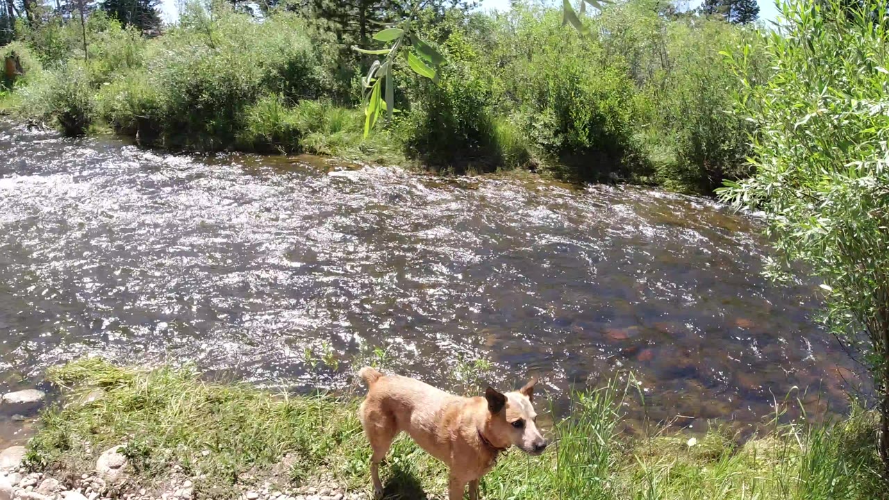 A tan dog stands near the lower left edge of a grassy riverbank in Winter Park, Colorado, with sun glittering on the dark water and no visible people.