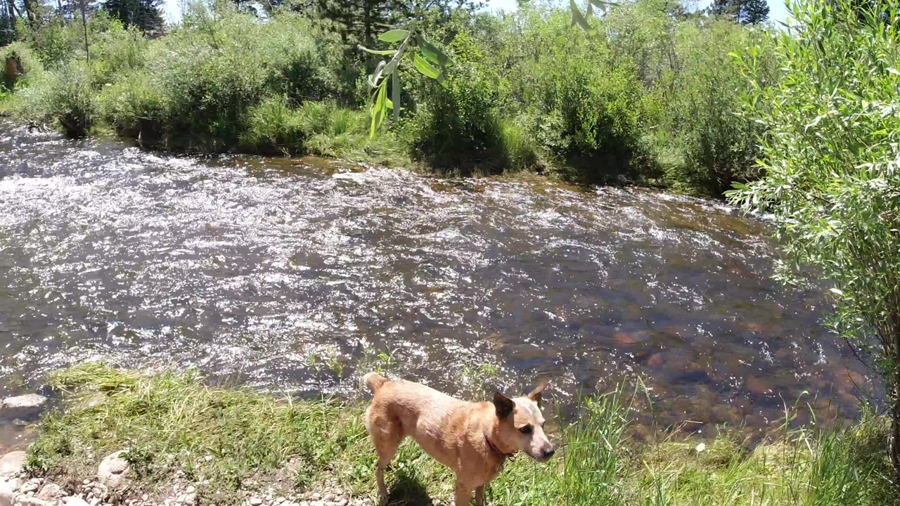 The tan dog moves along the lower riverbank in Winter Park, Colorado, while rippled water fills the center of the frame and no visible people appear.