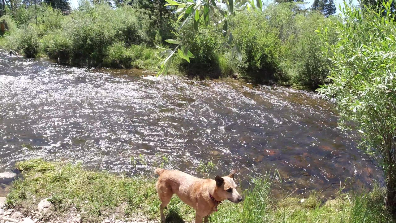 Dog near the lower right of a bright grassy river scene.