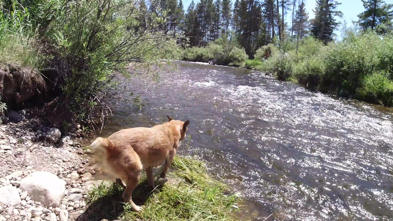 Brown medium-sized dog stands at the edge of a shallow stream in Winter Park, Colorado, with sunlit water, rocks, grasses, shrubs, forest background, and no visible people.