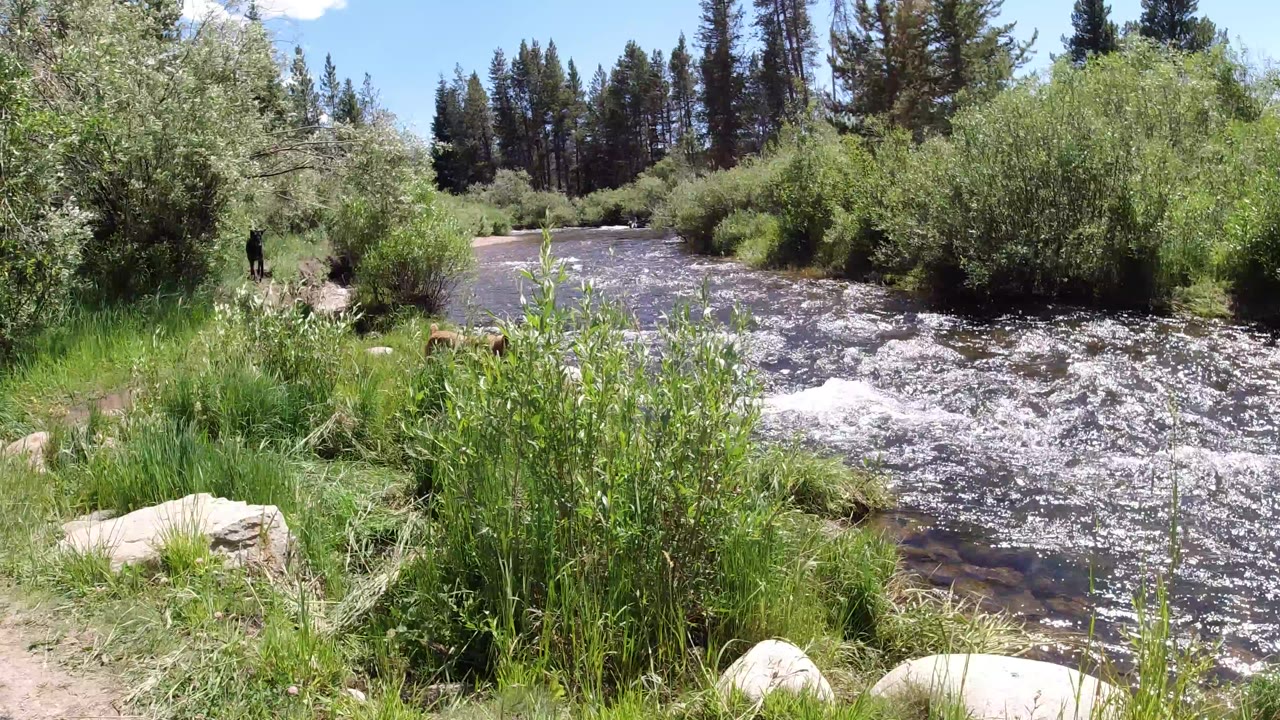 River flowing past grasses, rocks, shrubs, and pine trees.