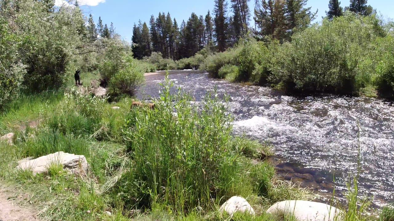 Winter Park, Colorado stream scene with sunlit whitewater, dense green shrubs along the far bank, pine trees in back, and no visible people.