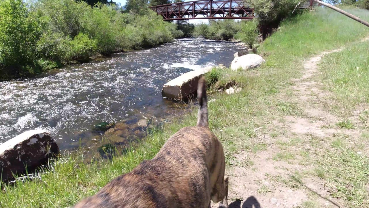 Dog tail in the foreground beside a fast river and red bridge.