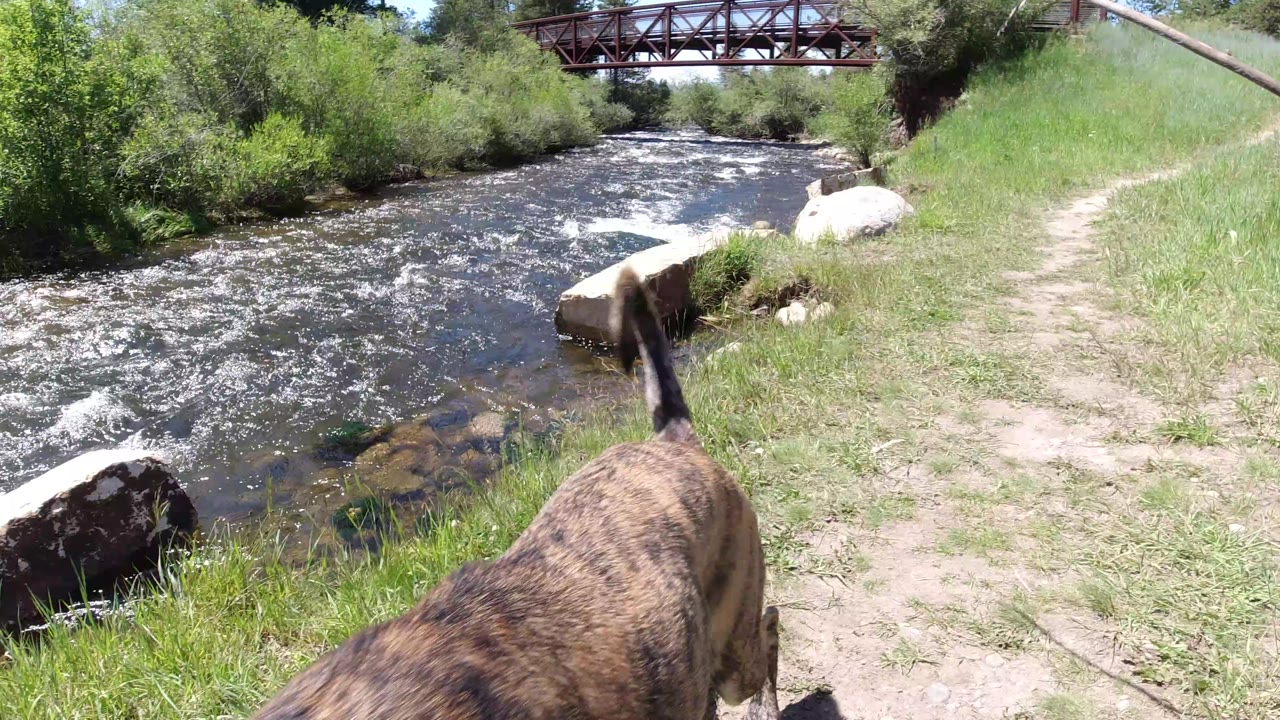 A brindle dog moves at the lower edge of the frame beside the Winter Park riverbank, while foamy water, grasses, rocks, dense green shrubs, and the red bridge remain in view, no visible people.