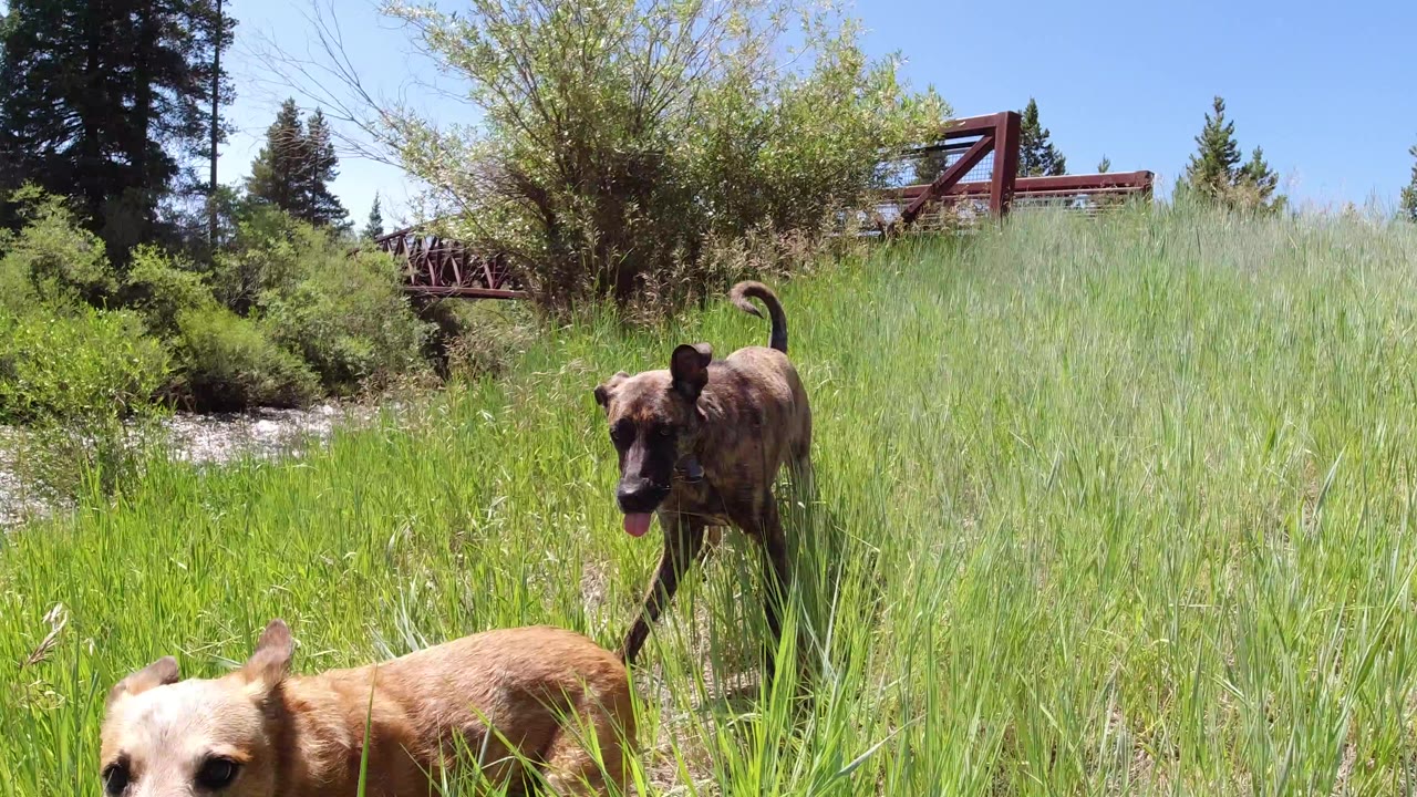 Two dogs stand and move through tall grass beside fast-flowing water in Winter Park, Colorado, with a red bridge and evergreen trees in the background and no visible people.