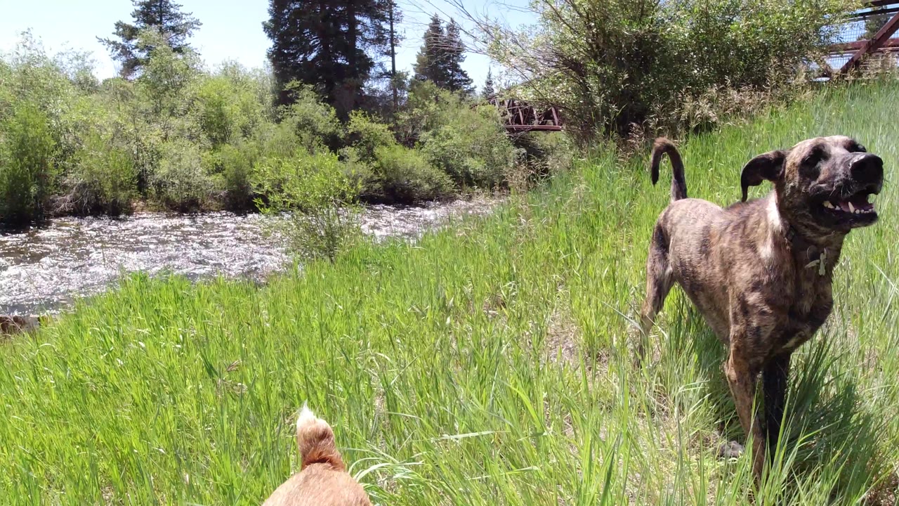 Dog tail in foreground with rushing water and another dog at right.