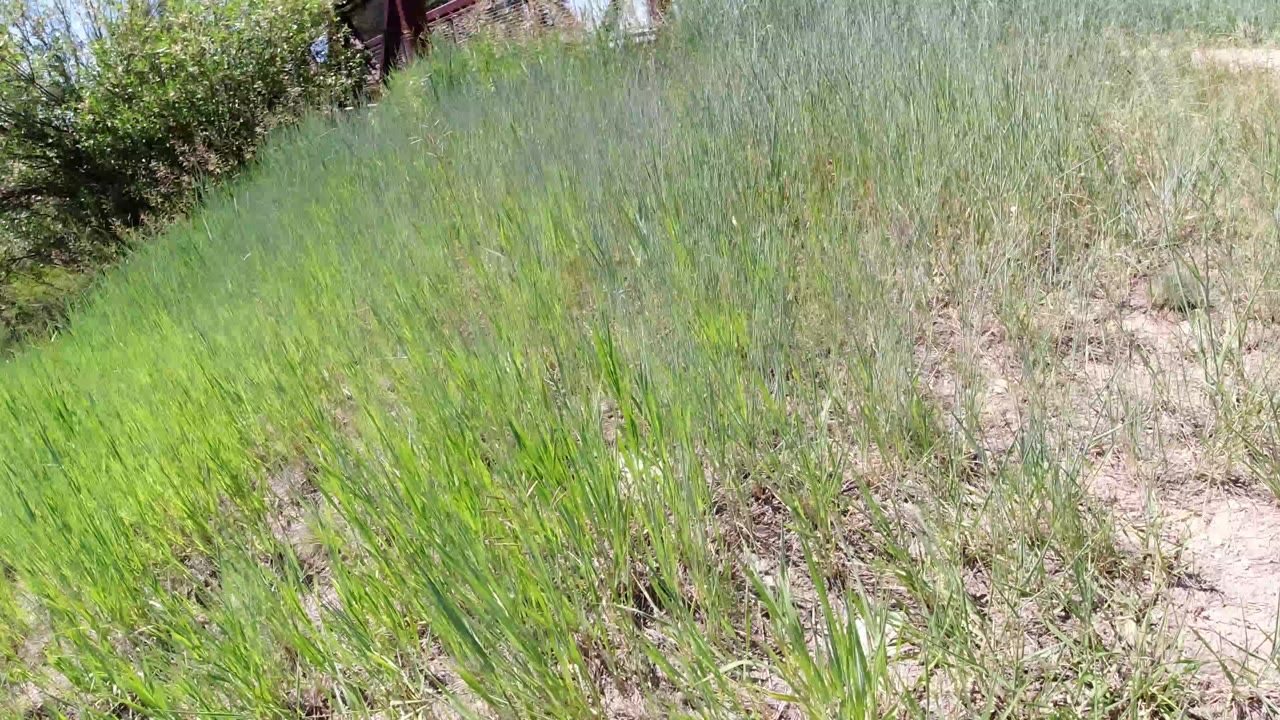 Tall grass beside a pale dirt path with a bridge edge above.
