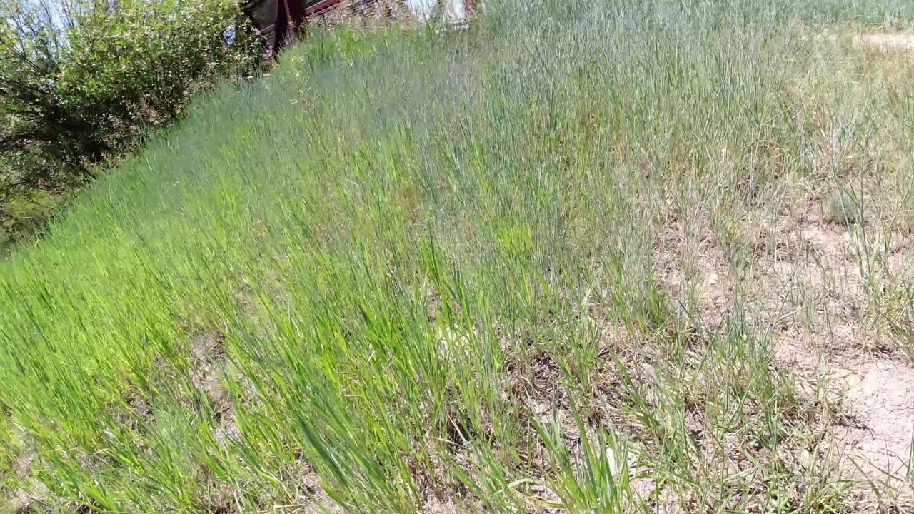 Tall grasses and scrub fill most of the frame in Winter Park, Colorado, with a pale dirt track partly visible and no visible people.