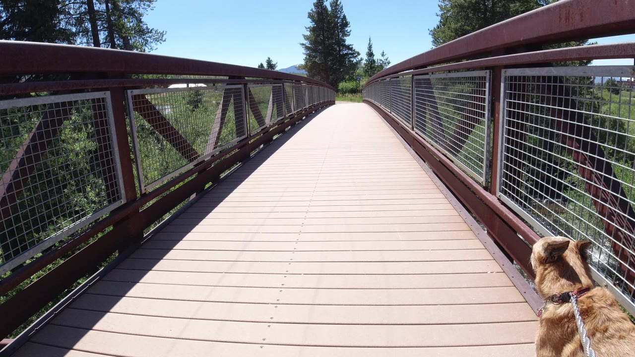 A leashed tan dog appears at the lower right edge of a red-railed pedestrian bridge in Winter Park, Colorado, with trees and blue sky beyond and no visible people.
