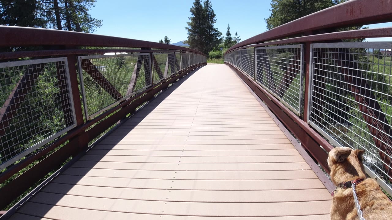 The dog stays low in frame as the pale bridge deck runs between red metal rails and wire mesh in Winter Park, Colorado, with no visible people.