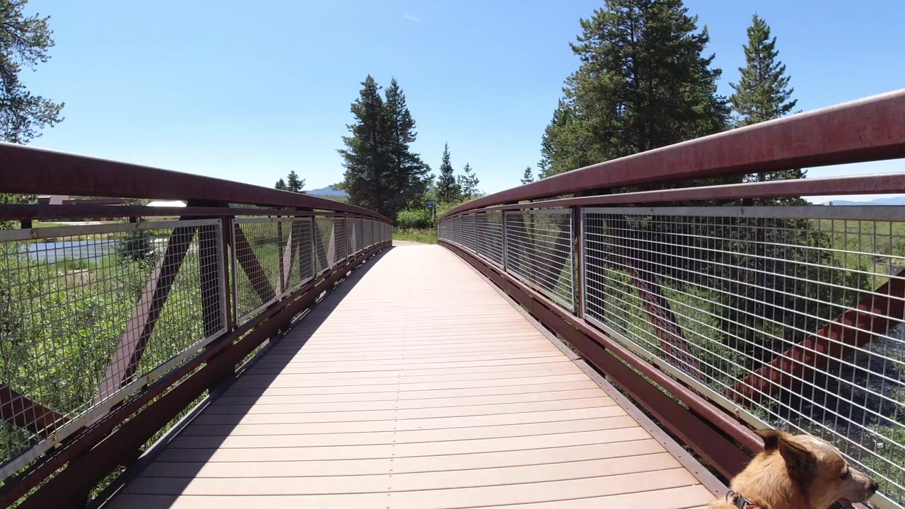 Start of the Winter Park, Colorado bridge walk, showing a pale deck between red metal railings, evergreen trees, blue sky, and a dog partly entering the lower edge with no visible people.